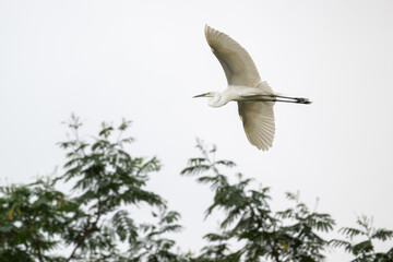 A white great egret flying over branches