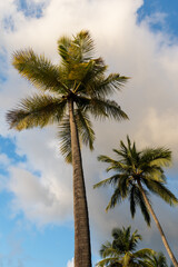 Fototapeta na wymiar Very tall and beautiful Caribbean Palm trees growing near a resort, on a warm St. Lucia beach.