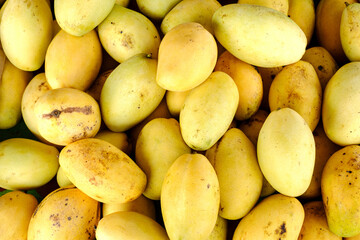 Heap of fresh ripe yellow mangoes at market for sell in Thailand
