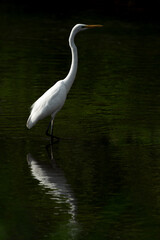 one white great egret standing in the water, dark background