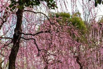 Plum trees blossoming in early spring in Japan February 2024