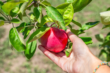 A farmer collects red ripe apples hanging on an apple tree branch on a summer sunny day. Growing fruits, harvesting