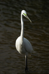 one white great egret standing in the water, dark background