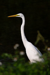 one white great egret standing in the water, dark background