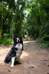 A Border Collie with a happy expression sitting on a trail in the forest