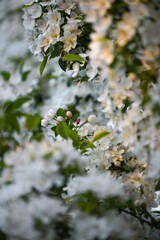 Spring blossoms in the garden yellow purple white red