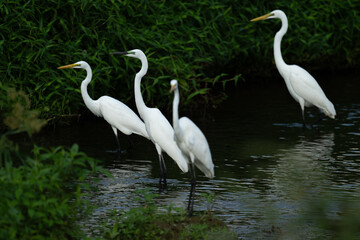 Obraz premium A group of egrets resting in the river