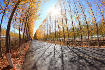 In autumn, asphalt roads and beautiful trees, The poplar forest in autumn