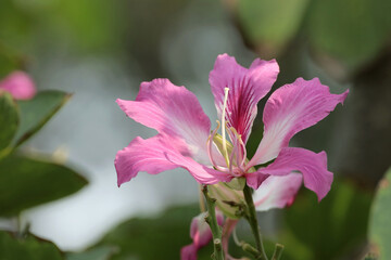 Fototapeta premium Close up pink flowers on a background of dissolved green leaves. Used for decoration.