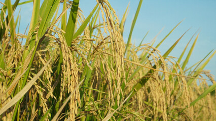 Naklejka premium Rice plants in rice fields in the dry season are already yellow and ready to be harvested by farmers