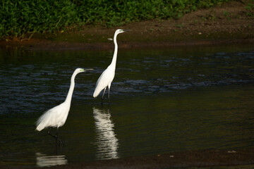 Two white great egrets standing in the water, dark background
