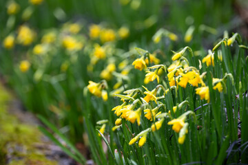 Small bright yellow daffodil flowers blooming on a wet winter day, first signs of spring
