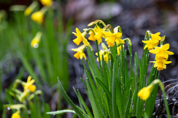 Small bright yellow daffodil flowers blooming on a wet winter day, first signs of spring
