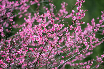 Fototapeta premium Ornamental cherry blossoms, vibrant pink flowers blooming on a cold wet winter day, as a nature background 