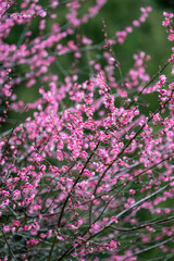 Ornamental cherry blossoms, vibrant pink flowers blooming on a cold wet winter day, as a nature background
