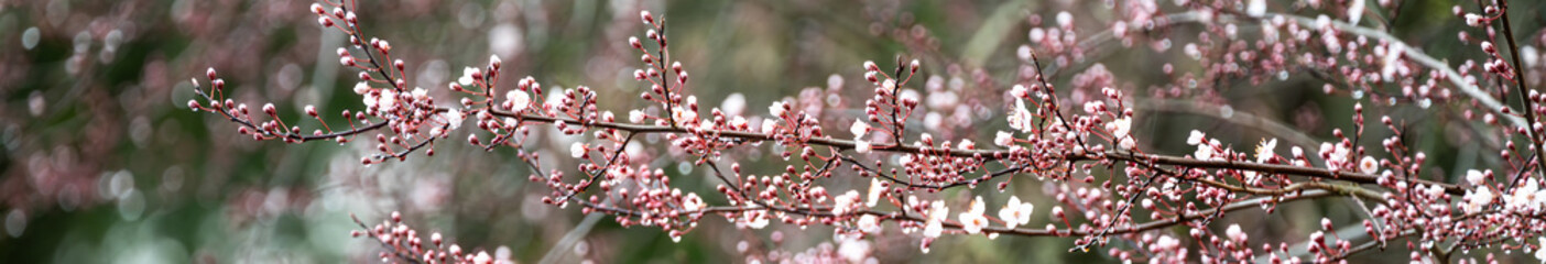 Ornamental cherry blossoms, pale pink flowers blooming on a cold wet winter day, as a nature background

