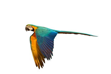 Colorful flying Blue and Gold Macaw parrot isolated on transparent background png file