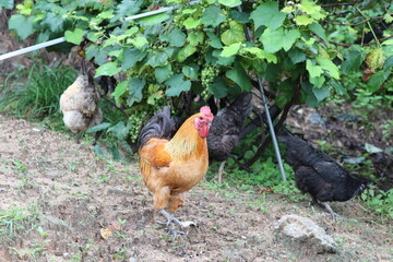 Chicken under a grape tree on a rainy day