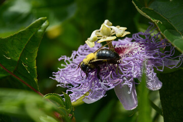 Carpenter bee covered in pollen on a flower (purple passionflower, Passiflora incarnata). The bee...