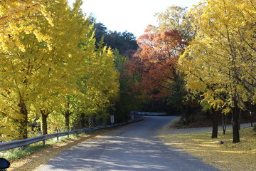 가을 가지각색 낙엽