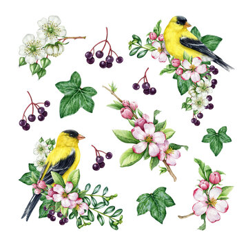 Springtime decor set with birds and flowers. Watercolor illustration. Hand drawn goldfinch bird, garden flowers, elderberry, ivy leaves element decoration set. Spring season cozy painted collection
