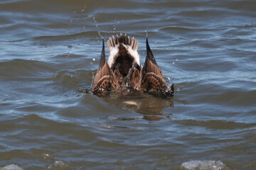 Obraz premium Long Tailed drakes diving 