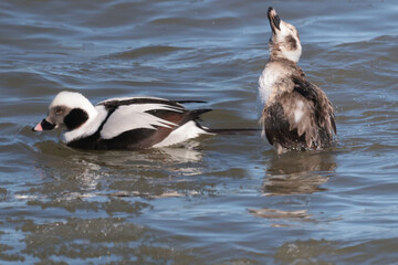 Long Tailed ducks on the lake during migration