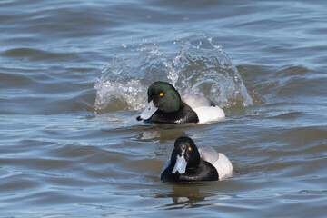 Fototapeta premium Scaup ducks on Lake Ontario spring migrarttion