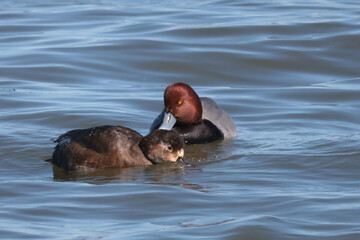 Fototapeta premium Red head ducks during spring migration on Presquile Bay in Lake Ontario in February
