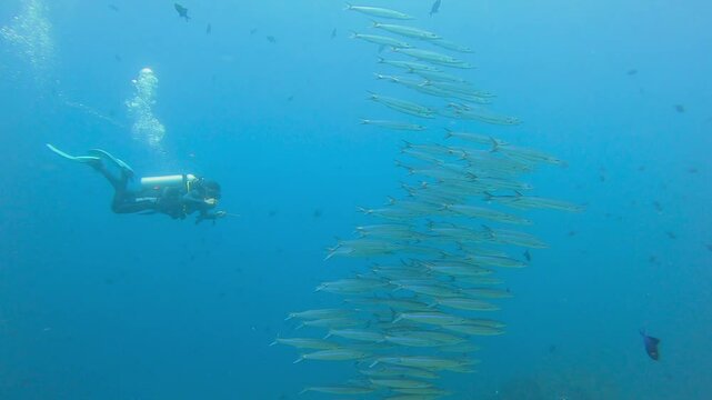Divers follow a battery or school of barracuda