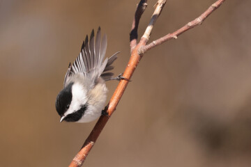 Nuthatches and chickadees on bird feeder