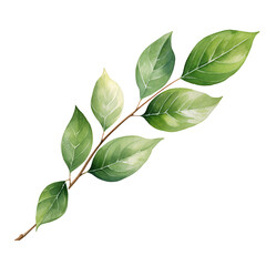 Obraz premium Ethereal Eucalyptus Leaves on Transparent Watercolor Canvas