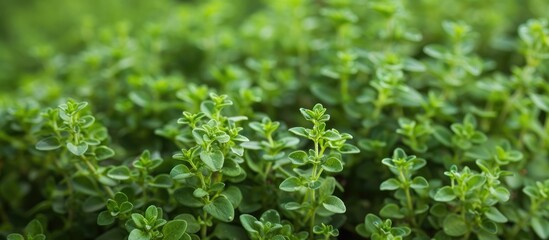 A detailed view of a cluster of vibrant green thyme plants growing lushly in a greenhouse or flowerbed, showcasing their delicate leaves and stems. - obrazy, fototapety, plakaty