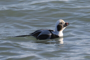 Long Tailed drakes and hens in January Migration at Presquile Bay