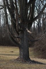 One thorn of experience is worth a whole wilderness of warning. 