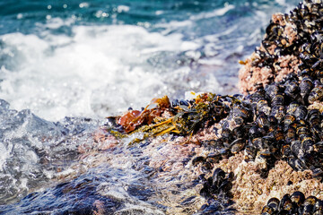 waves hitting a bed of mussels