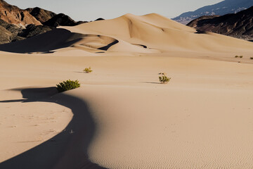 Pale Dunes