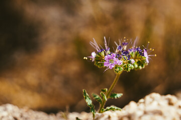 small purple flowers in the desert