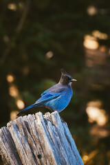 stellar jay on a stump