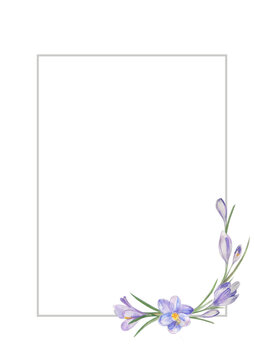 Watercolor rectangular floral frame with bouquets of delicate spring crocus lilies. Design for printing cards, invitations for weddings, birthdays, spring and summer holidays.