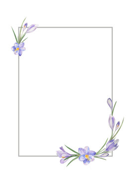 Watercolor flower frame with bouquets of delicate spring lily crocuses. Design for printing postcards, invitations to weddings, birthdays, spring and summer holidays