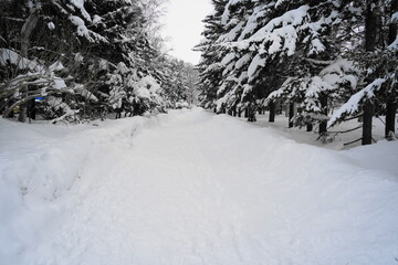 雪に覆われた遊歩道