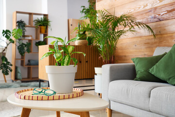 Fototapeta na wymiar Green plant with eyeglasses on table in living room, closeup