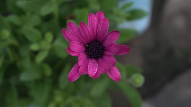 Pink Dimorphotheca flower is blooming in the park