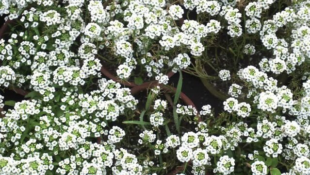 Giga White alyssum flowers is blooming in the park