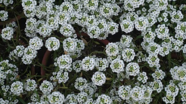 Giga White alyssum flowers is blooming in the park