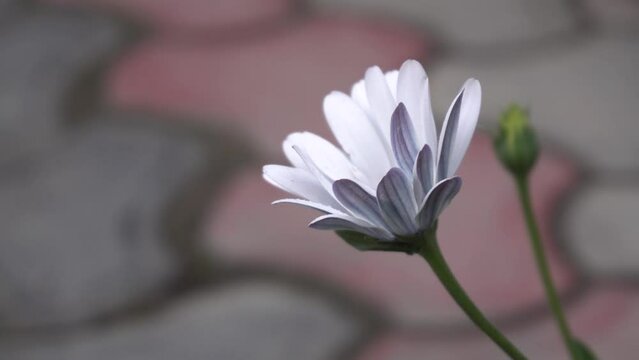 Dimorphotheca flower is blooming in the park