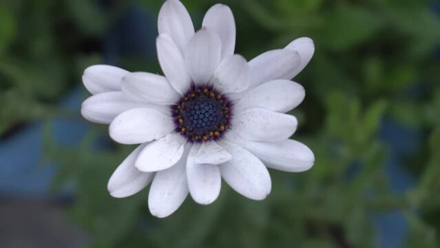 Pink Dimorphotheca flower is blooming in the park