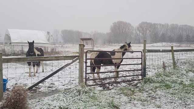 Majestic American Paint Horses in a snowy pasture during blizzard , handheld view
