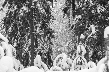 Snow-covered trees in the Moscow region after heavy snowfall. Black and white.